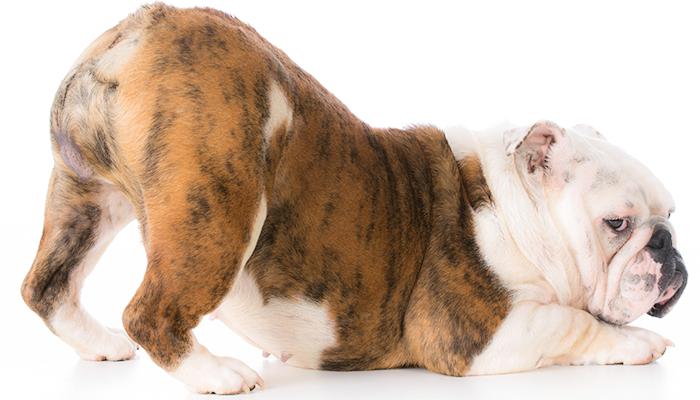 狗狗的肛门腺有什么用，需要挤吗？