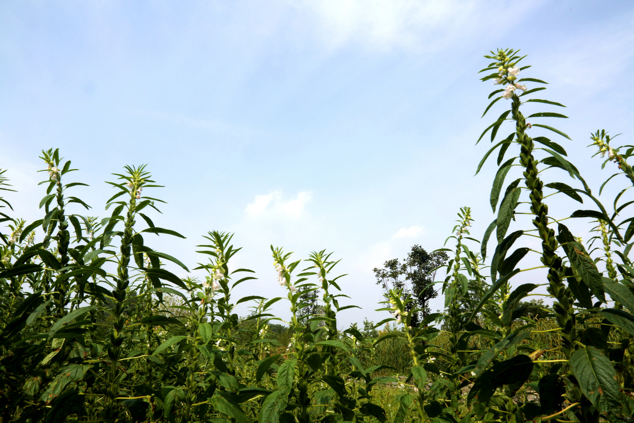 北京最大的温泉,北京最大的温泉是哪里