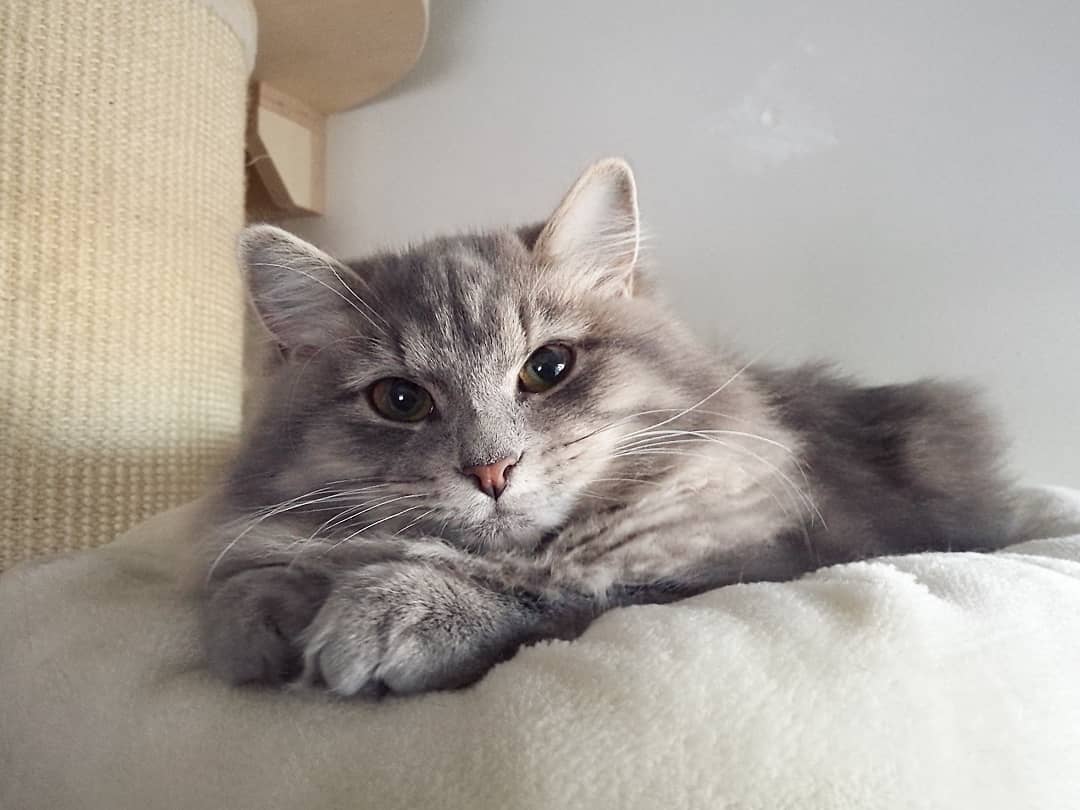 养猫最重要的营养素,猫平时要准备些什么营养素