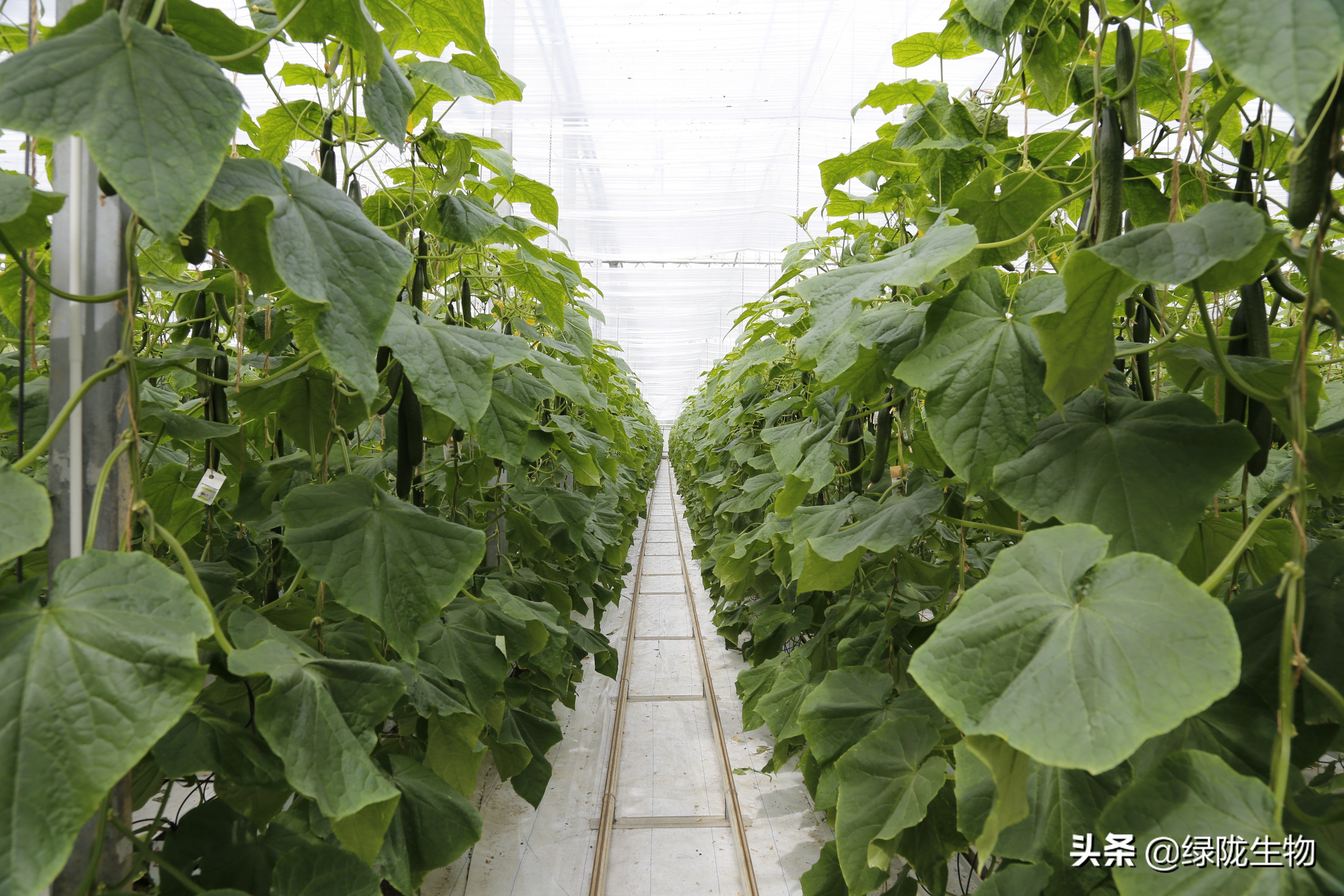 黄瓜黄头怎么解决,黄瓜黄点子病怎么防治