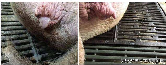 母猪产后流脓,母猪产后流脓怎么回事