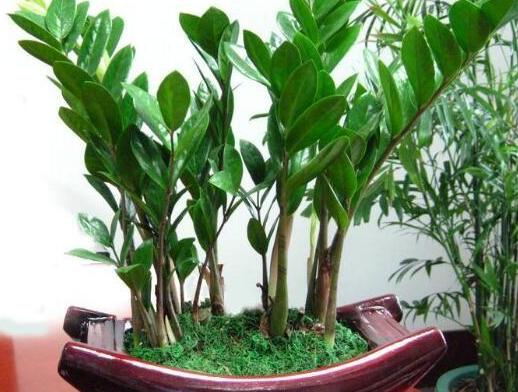金钱树的种植和管理,养好金钱树需要注意什么细节