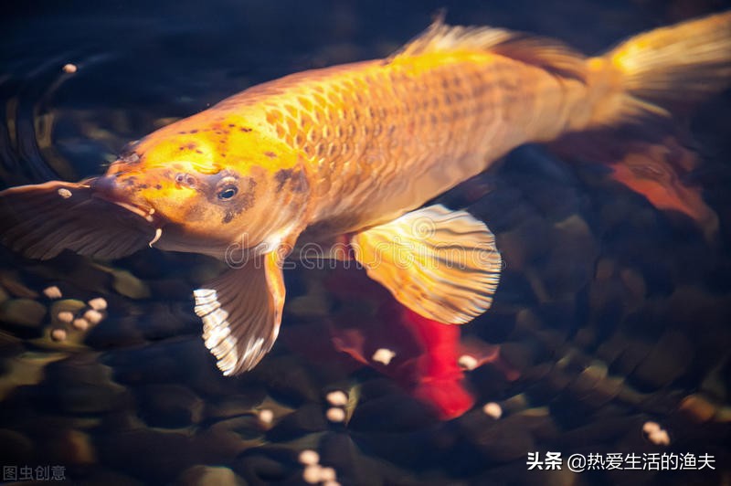 锦鲤怎么喂不死,锦鲤怎么喂都不胖怎么回事