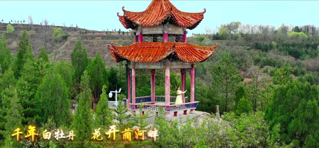 古县千年牡丹,古县牡丹的视频