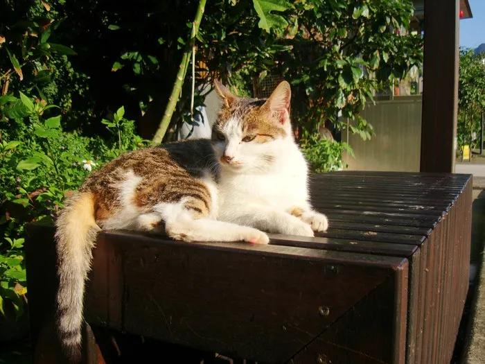 撸猫人士必去的旅游景点,探访猴硐猫村