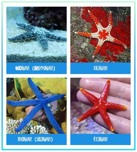 翻砂海星断脚什么原因,翻砂海星烂脚怎么办