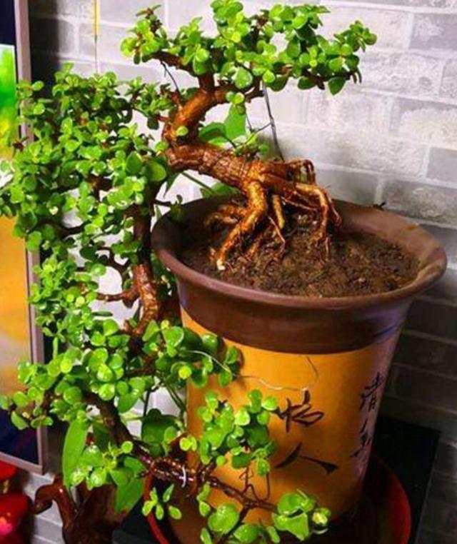 给人养殖什么花适合家养,什么花最好养又适合长期喝