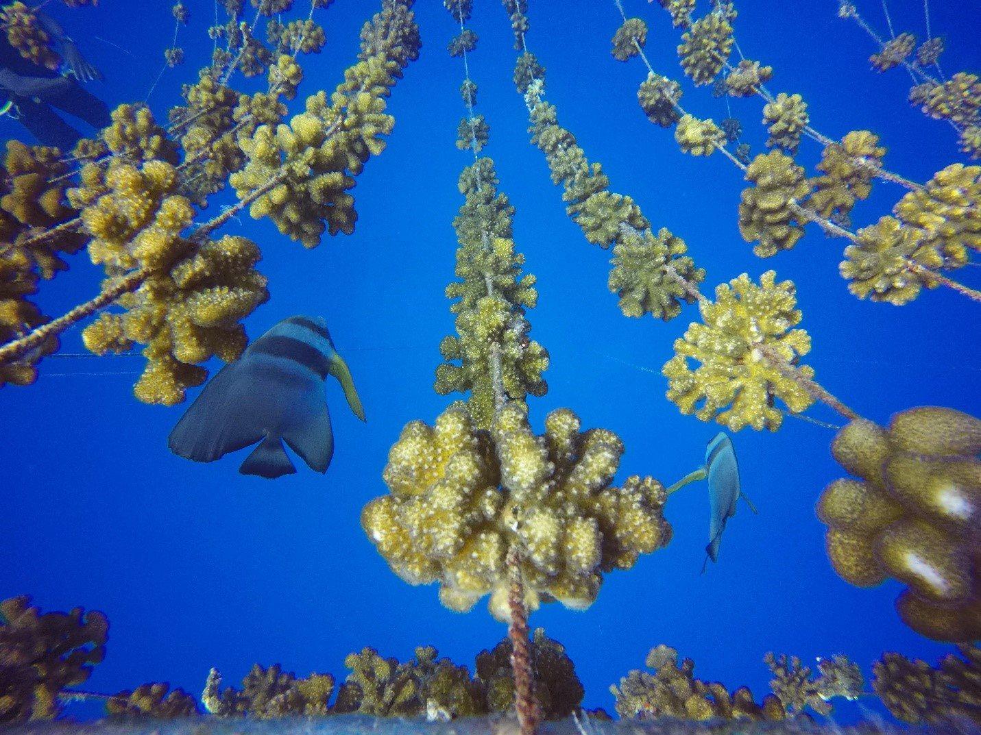 马尔代夫维拉岛,马尔代夫维拉私人岛完整版