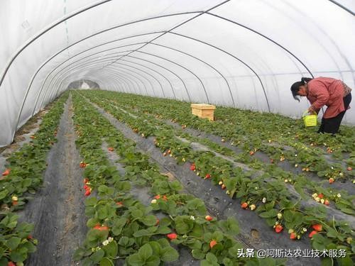 草莓定植缓苗有讲究,草莓定植需要施肥吗