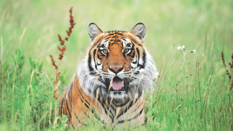 狮子和老虎打架的故事,老虎和狮子打架谁厉害