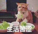 上海shakeshack汉堡哪个好吃,shakeshack深圳排队