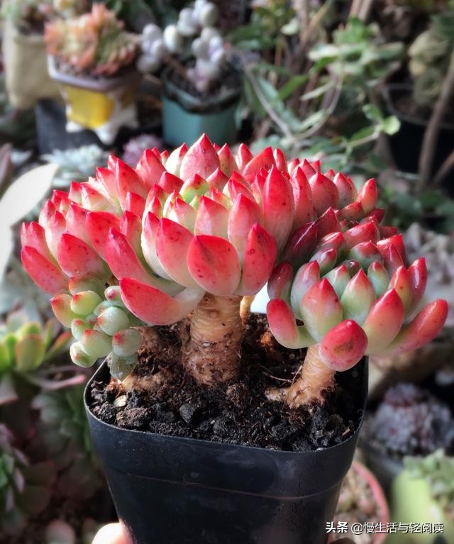 慢生活轻阅读,慢生活轻小说全集