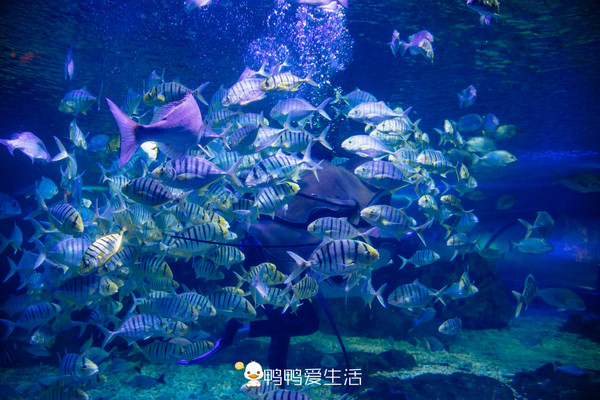 全国唯一真实大海做背景,福建海边这艘“船”里面藏海洋世界!