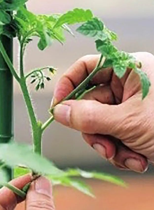 番茄种植过程如何避免死苗,番茄种植技术及解决方法