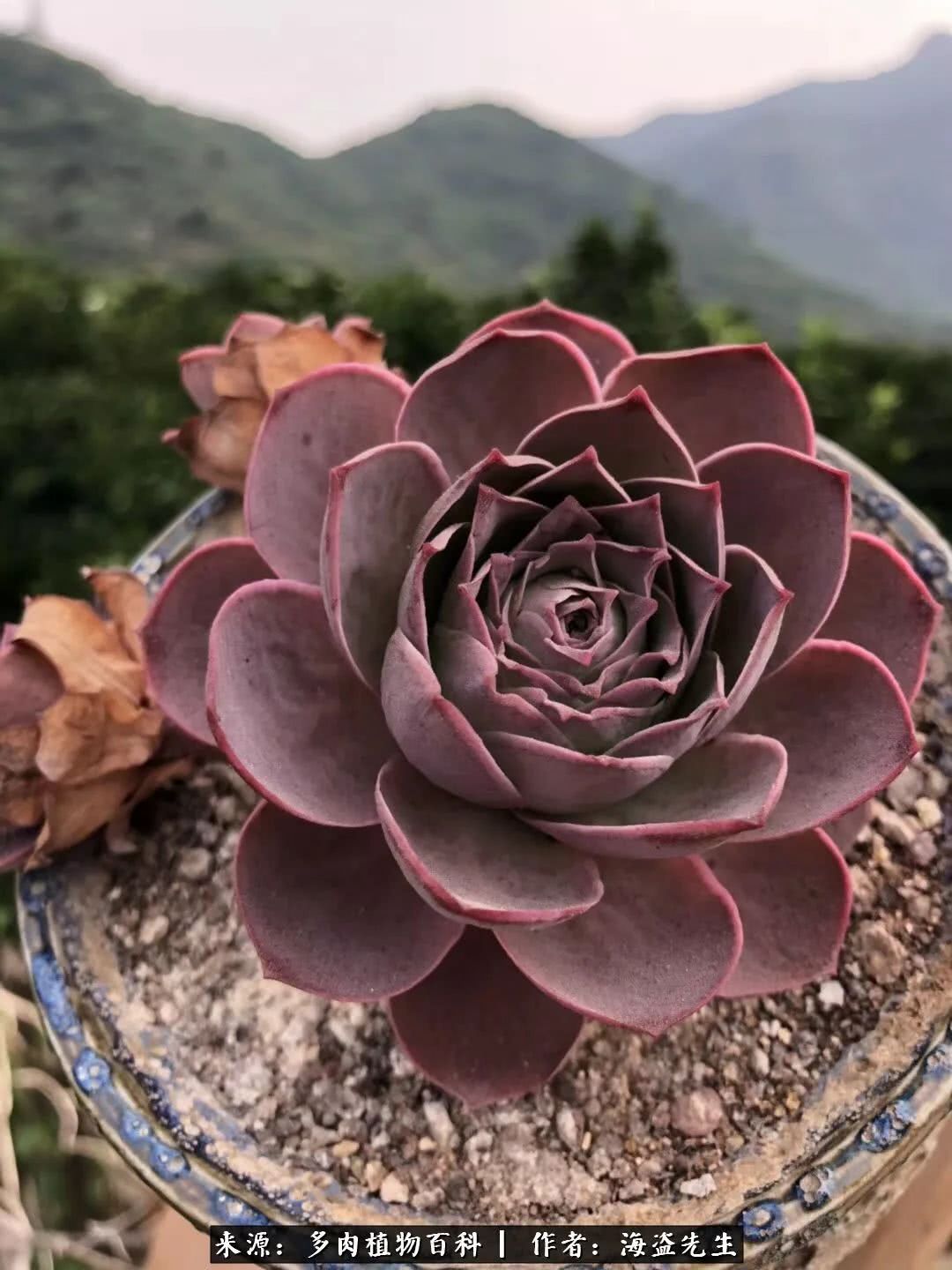 介绍多肉生长特点,多肉植物科普讲解图片视频