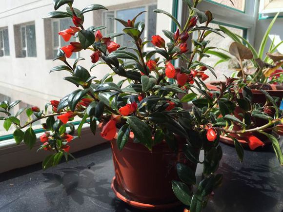 金鱼吊兰疯长不开花什么原因呢,金鱼吊兰的正常和徒长的对比照片