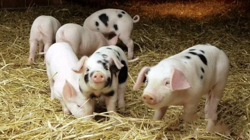 现在农村养猪出路如何,现在农村养猪挣钱吗