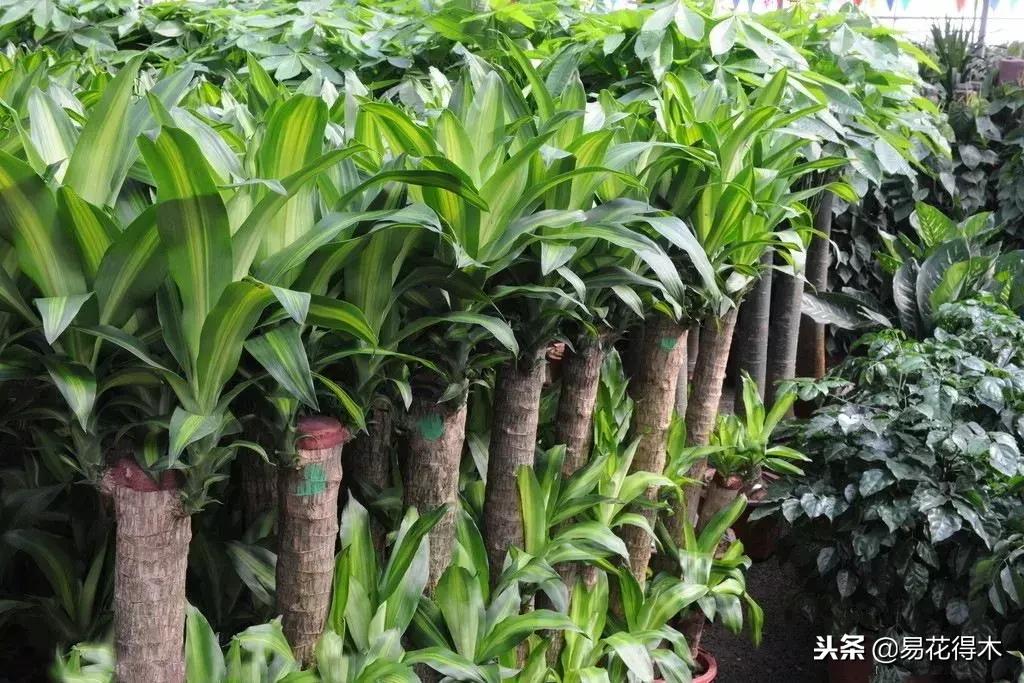 巴西木树的病虫害防治,巴西木霉菌怎么处理