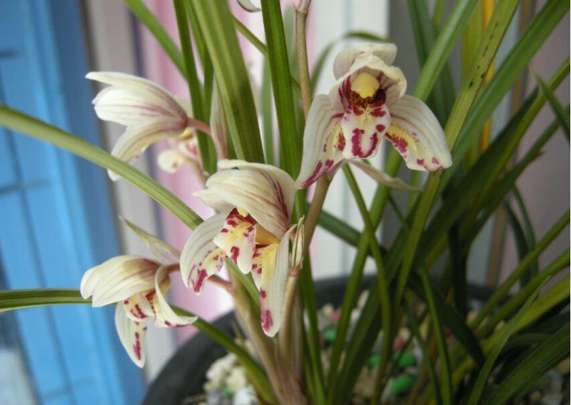 尿素浇兰花的正确方法视频,尿素浇兰花的最佳方法