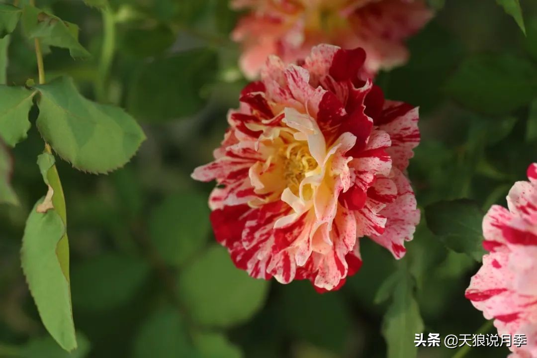 优雅女士月季花,奇葩月季品种图片