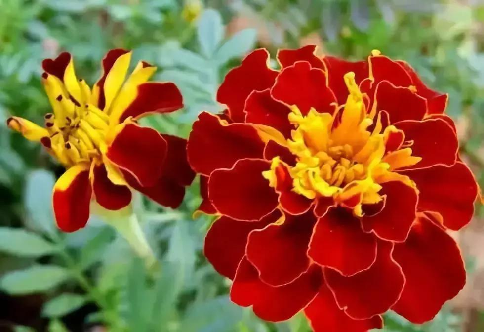 一次性摘各种各样的水果,一次性种很多草莓会怎么样