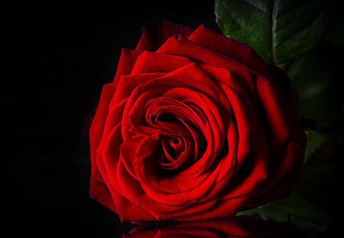 颜色不同价格不一样,粉色玫瑰和红色玫瑰的价格区别