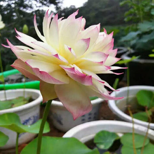 碗莲的种植方法是怎样的,碗莲的种植方法土培