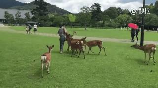 奈良鹿误食塑料袋接连死亡,奈良喂小鹿被撞