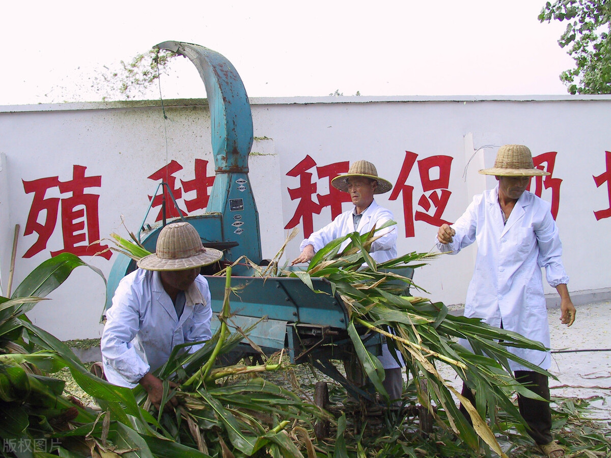 青贮玉米秸秆如何喂养牛羊视频,养牛玉米秆青贮需要添加什么原料