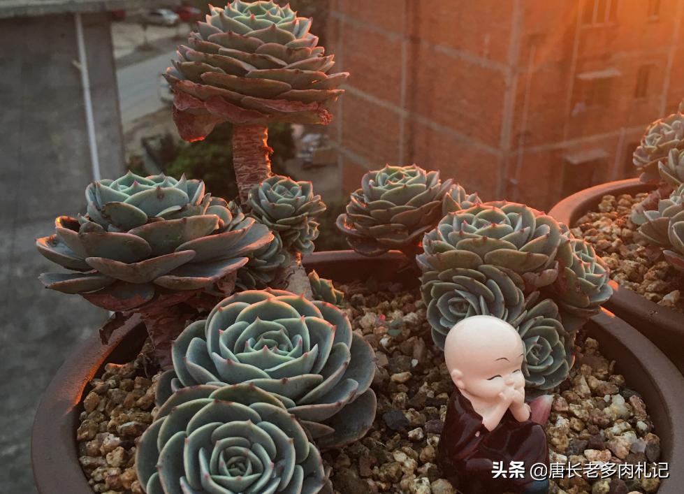 你有没有养过白玉蜗牛,你有没有曾经养过宠物