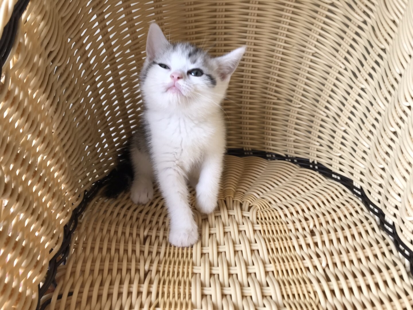 怎样避免买到星期猫,怎么判断是不是买到了星期猫