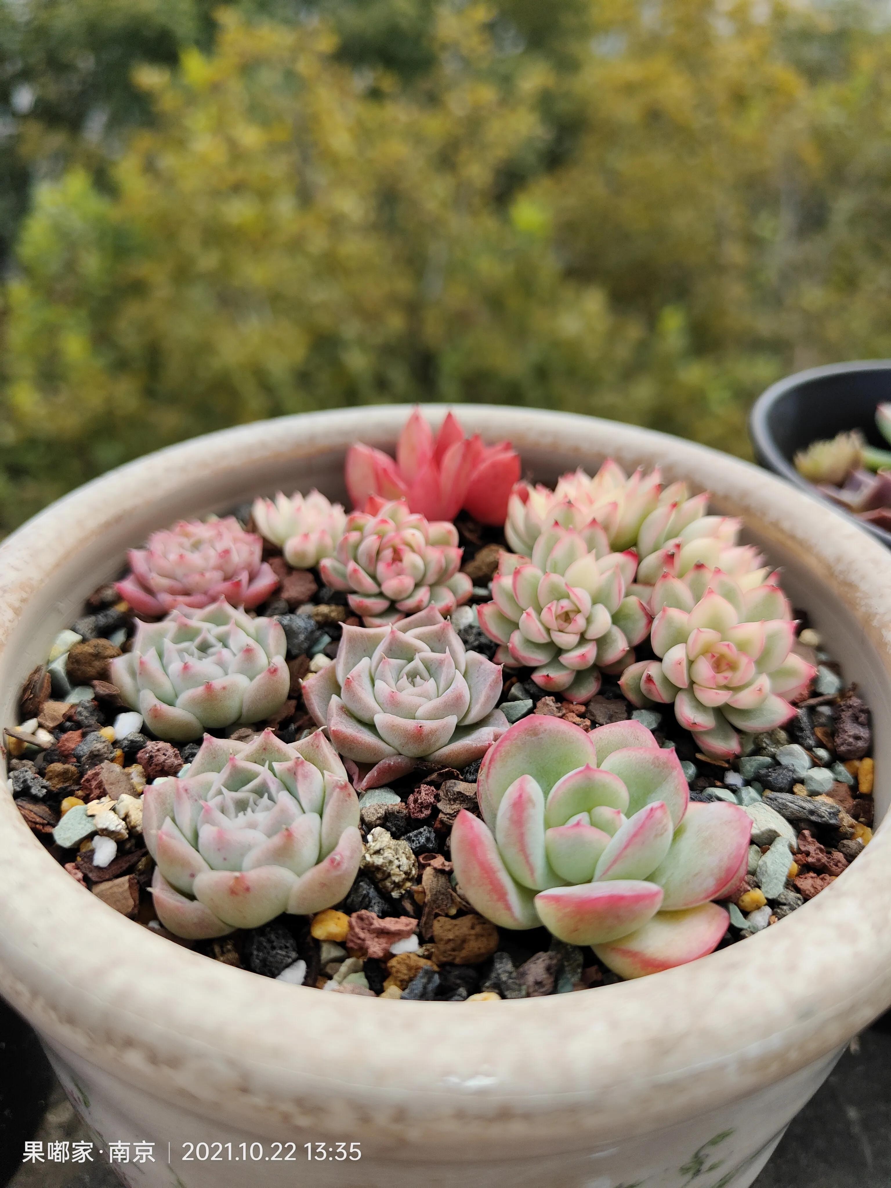 肉肉变美的季节到了,怎么把肉肉练精致