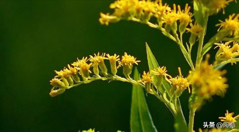 外来入侵物种，除了加拿大一枝黄花、小龙虾，你还知道哪些？