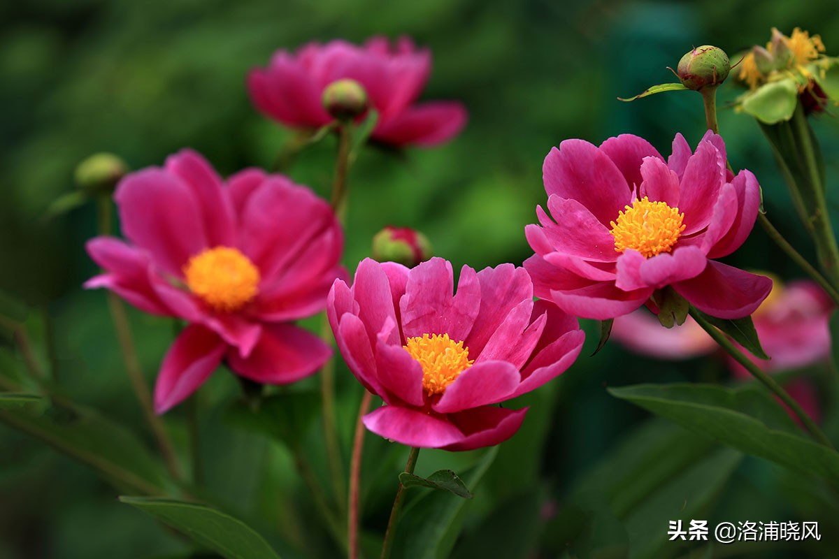 大院绿化的回忆——顺便看看院里的芍药定个究竟有多少种？