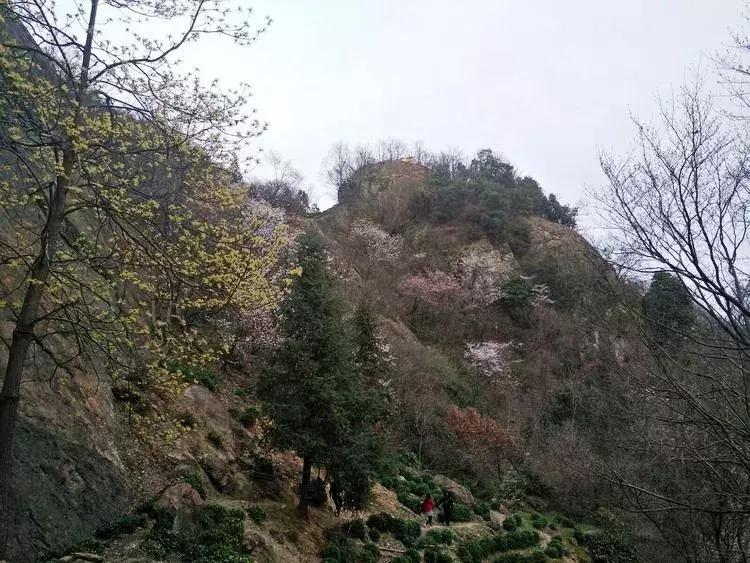 六安霍山蝙蝠洞茶叶,安徽六安蝙蝠洞瓜片