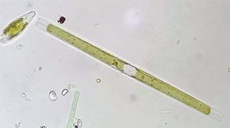 水产养殖藻类老化是怎样的,水产养殖显微镜下各种藻类