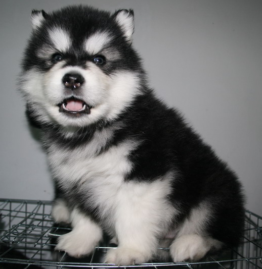 阿拉斯加雪橇犬饲养方法图解大全,阿拉斯加犬饲养注意事项和禁忌