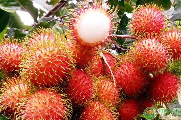 红毛丹价格多少钱一斤？有什么功效作用？一天吃几个好？