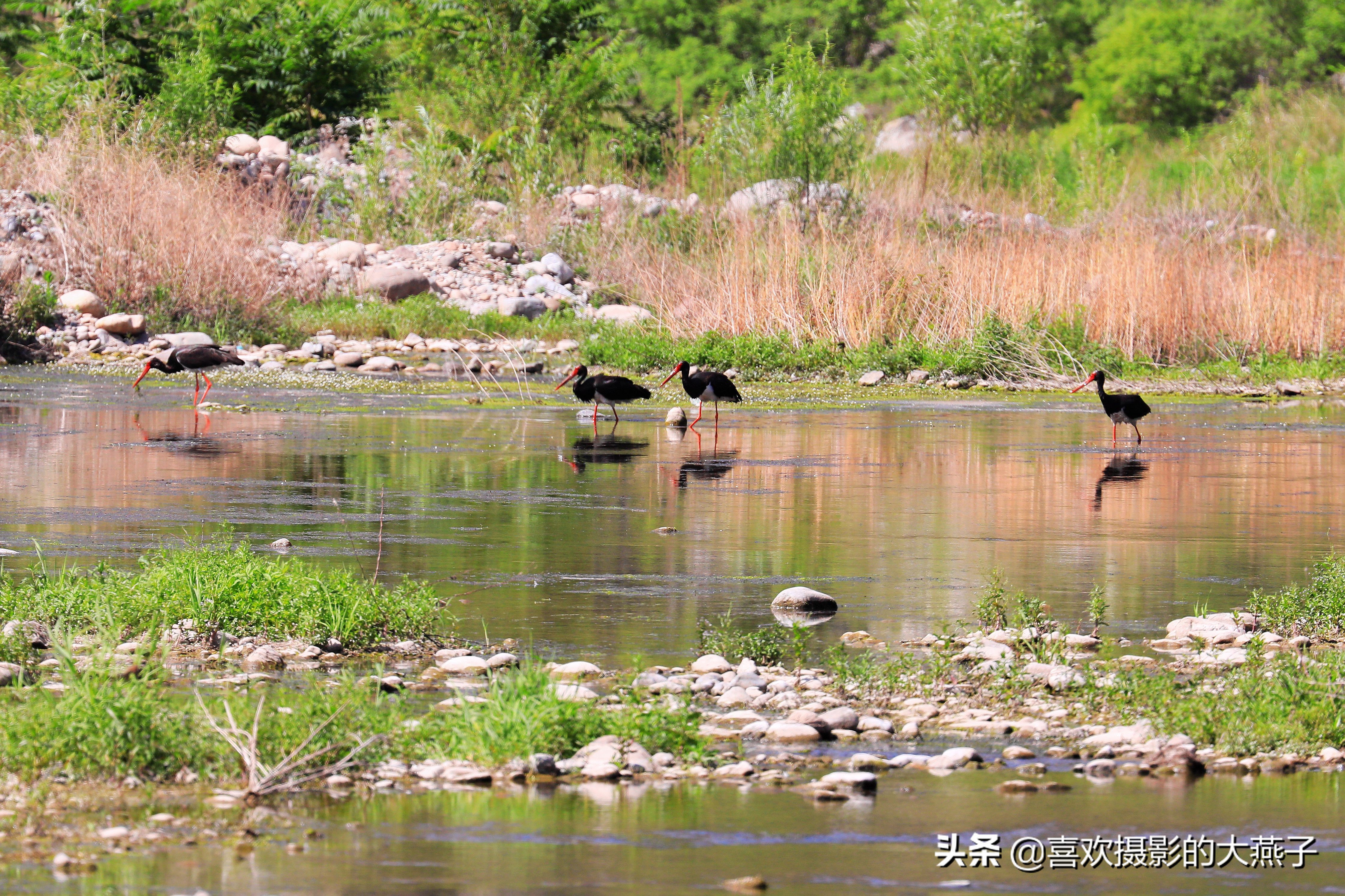 慕名前往十渡黑鹳之乡小有收获