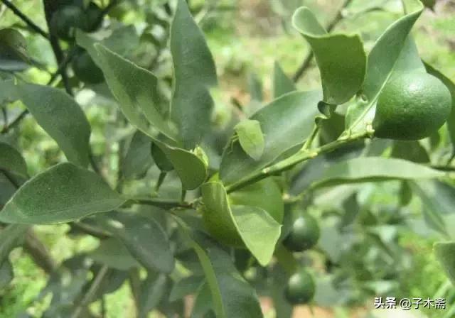 幼果期虫害,防止果树生虫子小妙招