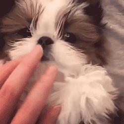 可爱可奶呆萌的小奶狗,可爱呆萌小奶狗