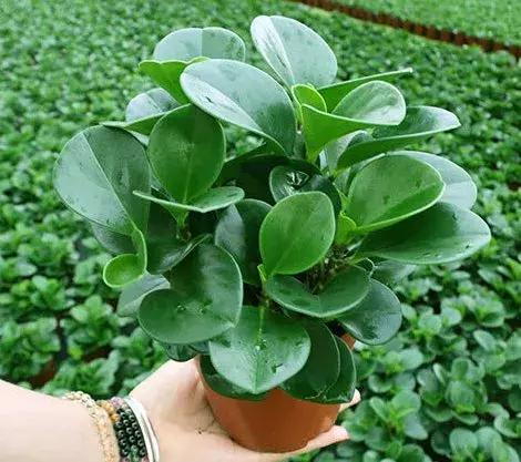 豆瓣绿怎么养叶子才油绿,豆瓣绿和碧绿