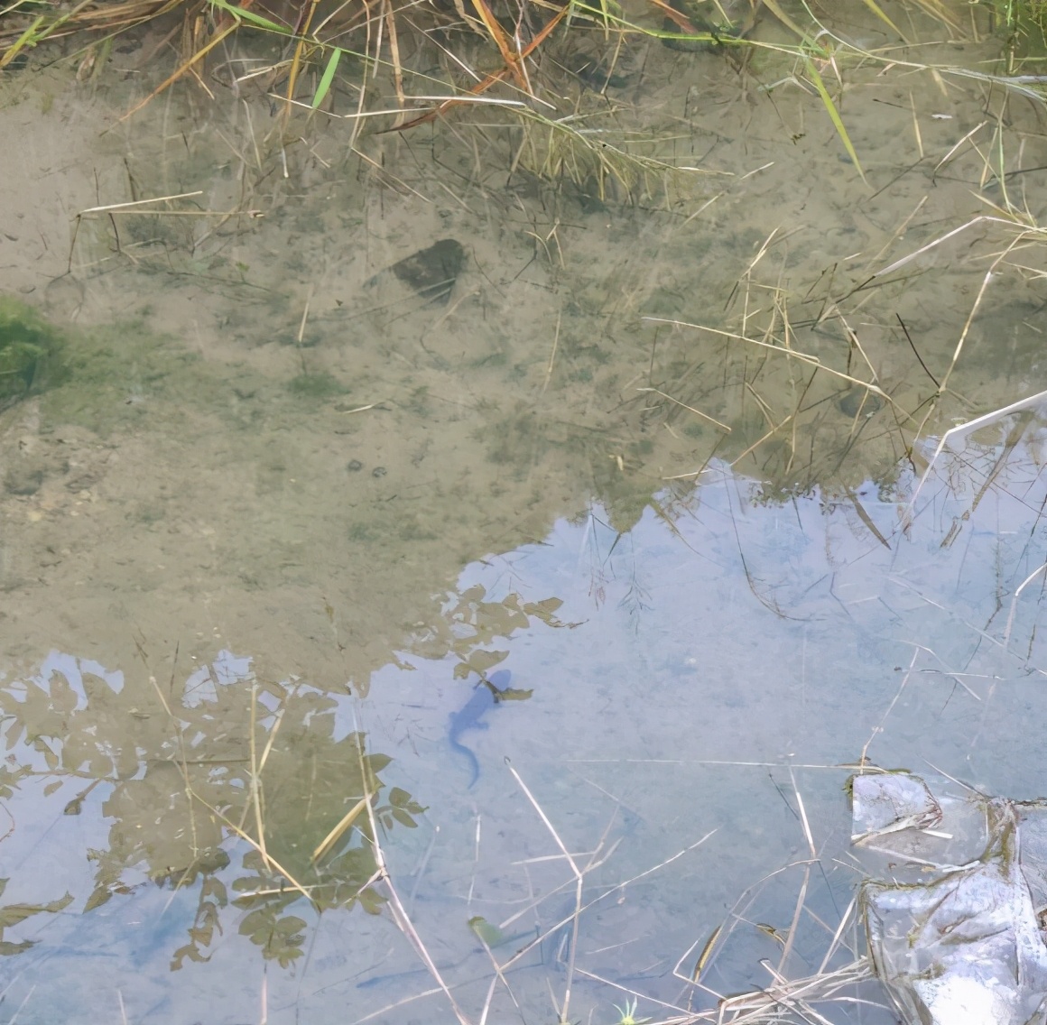 山洪冲出一窝娃娃鱼?江西钓友进山钓鱼,溪流里发现一群四脚兽