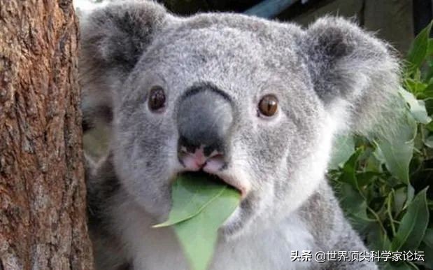 73岁诺奖得主、WLA副主席莱维特:我知道B站,手机玩的贼溜