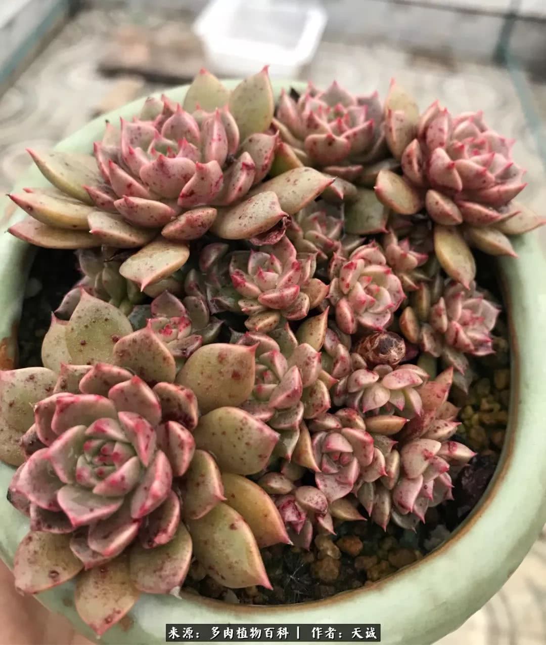 多肉从小养到大的过程,真爱的力量教程