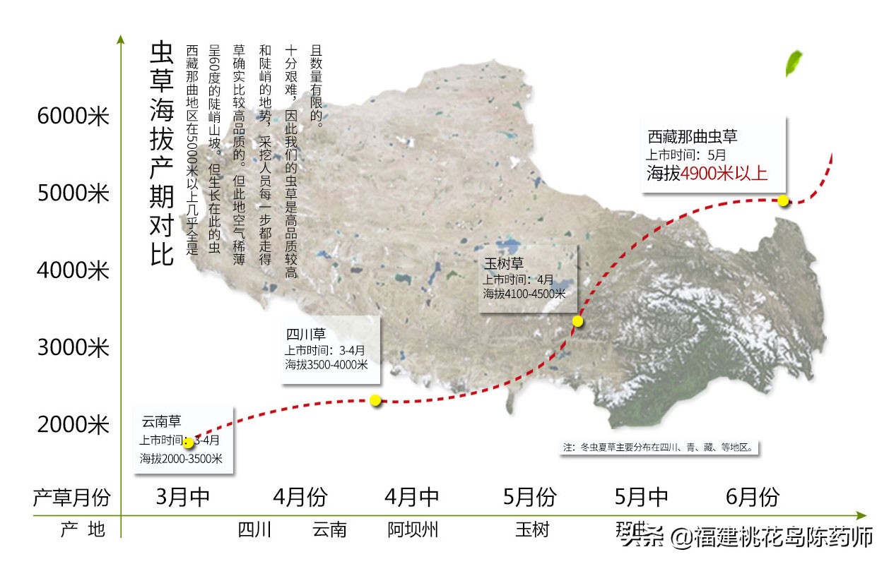 中药冬虫夏草的鉴定方法 (虫草中药材识别图片大全)
