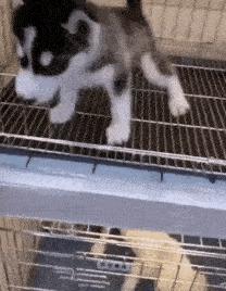 老爸叫我把谷子装进袋里，结果我玩游戏忘了！现在该怎么办？