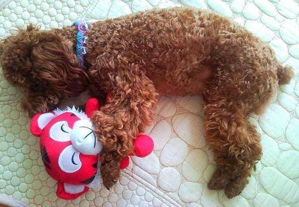 贵宾犬面对主人哭泣时的几种表现,贵宾犬忠诚于你的5大表现是什么