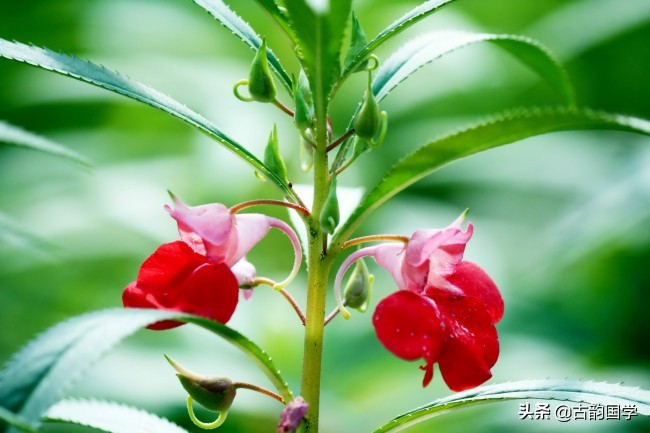 鲜花古诗,十幅书法十首唐诗沁人心脾