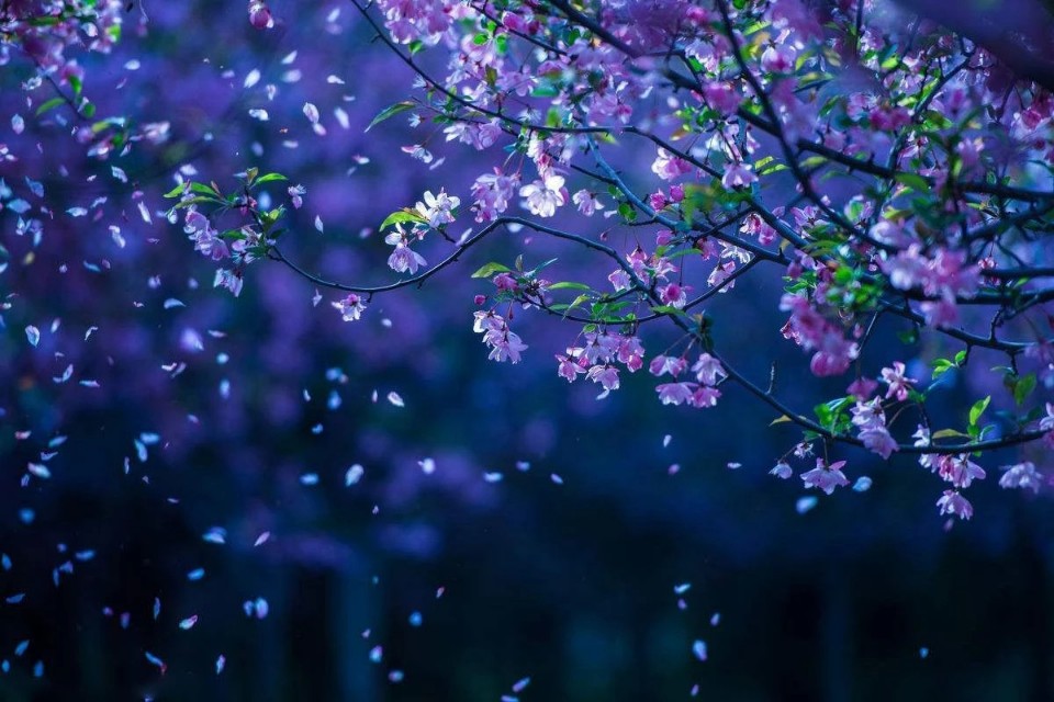 季羡林经典散文8篇，篇篇喜欢！